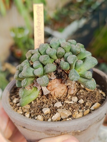 Aloinopsis schooneesii