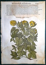 Stampa antica MATTIOLI