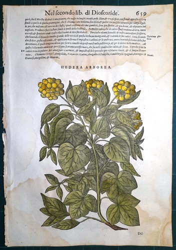 Stampa antica mattioli - stampa,