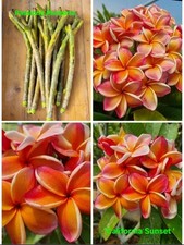 Talea di plumeria (Plumeria