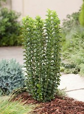 Evonimo "Euonymus japonicus