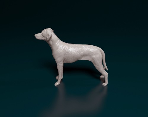 Rhodesian ridgeback scala cane - ridgeback,