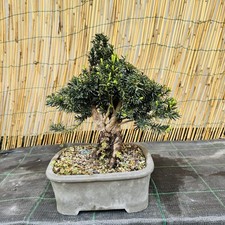Tasso Bonsai Shoin In Vaso