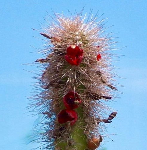 Lophocereus schottii seeds - lophocereus,