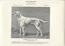 Stampa antica CANE razza SETTER INGLESE FEMMINA 1911 Antique print dogs
