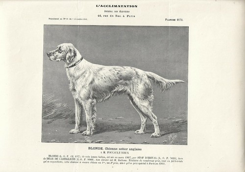 Stampa antica cane razza - cane,