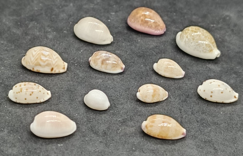 Collezione lotto conchiglie - collezione,