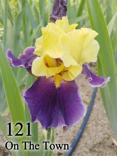 Rizoma iris germanica - 1,