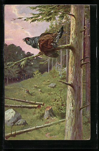Gallo cedrone abete rosso - abete,