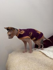 T-shirt gatto Cotton Sphynx