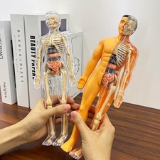 🧠 3D Human Body Torso Model