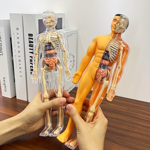 Human body torso model - 3d,