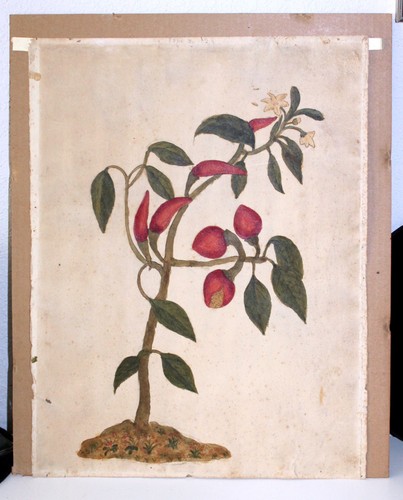 Quadro botanico peperoni con