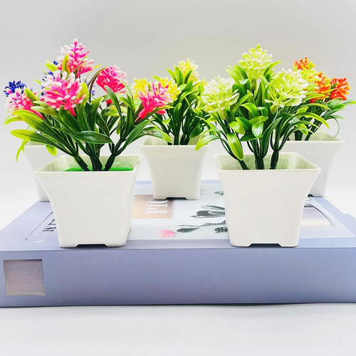 Pianta fiori margherita - di,