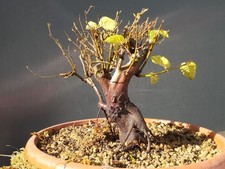 Bonsai Carpino Bianco 20x1cm