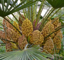 Chamaerops humilis 40-65cm |