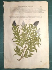 MATTIOLI MATTHIOLI Erbario a