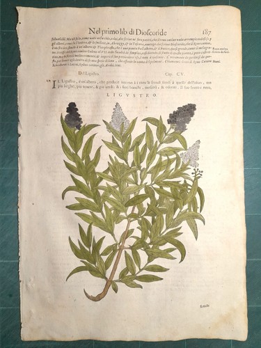Mattioli matthioli erbario - mattioli, a