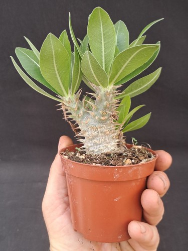 Pachypodium horombense