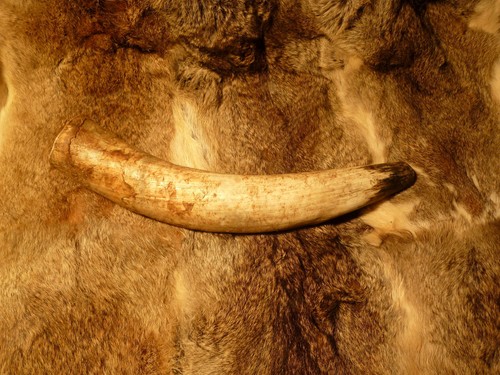 Rufhorn naturale circa 1500 - rufhorn,,