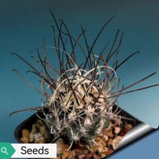 Sclerocactus spinosior ssp