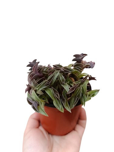 Tradescantia navicularis