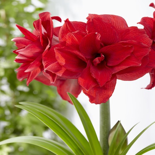 Amaryllis bulbo fiore - da,