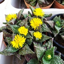  2 Piante In Vaso 12 Faucaria