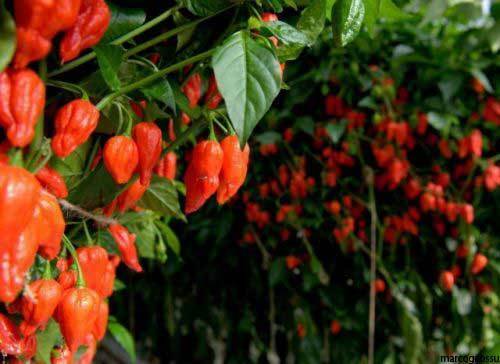 Naga morich semi - naga, morich,