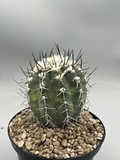 copiapoa Bridgesi vaso 14