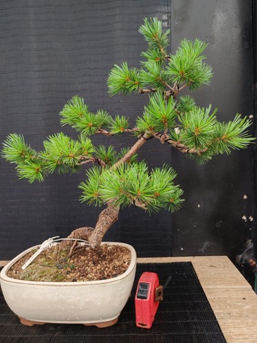 Bonsai pino pentaphilla h - bonsai,