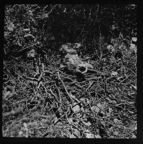 Magic lantern slide young - slide,