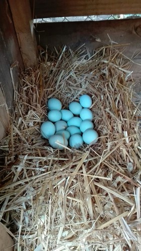 Uova fertili feconde araucana - uova,
