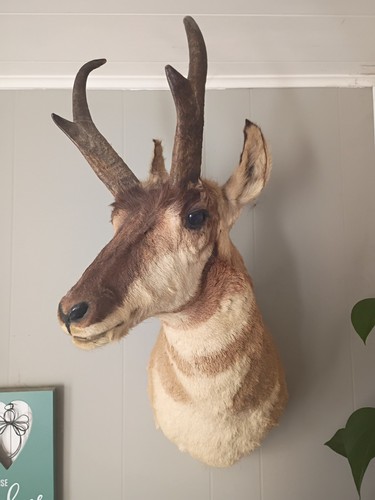 Antilope tassidermia supporto