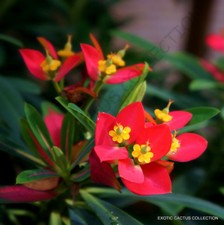 Raro euforbia punicea - euforbia,