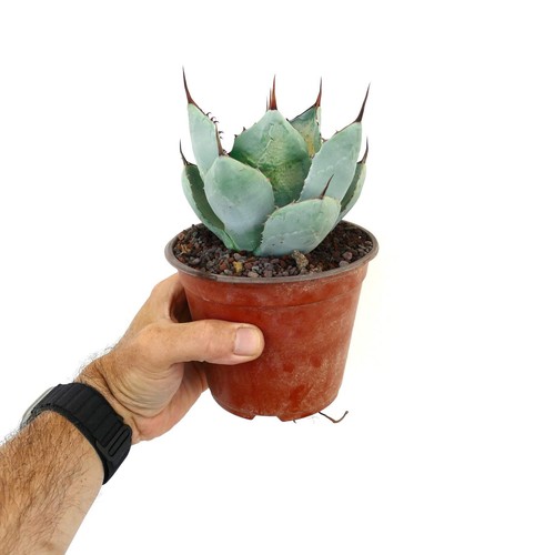 Agave parryi blue huntington