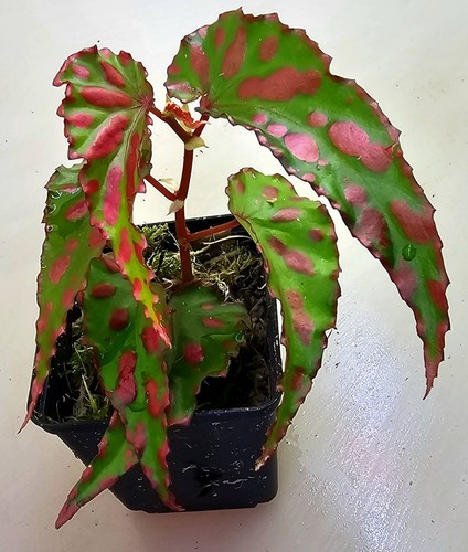 Begonia pink dottie - -,