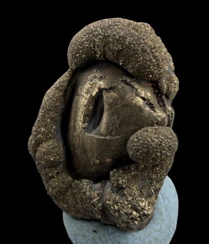 Pirite con bivalve fossile