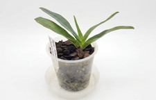 Paphiopedilum Marilisae