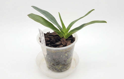 Paphiopedilum marilisae - paphiopedilum,