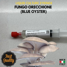 Micelio Liquido Blue Oyster