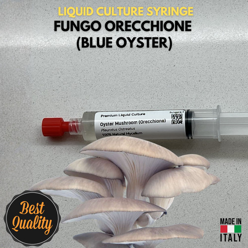 Micelio liquido blue - micelio, oyster