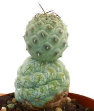 Tephrocactus geometricus SPINE MARRONI -