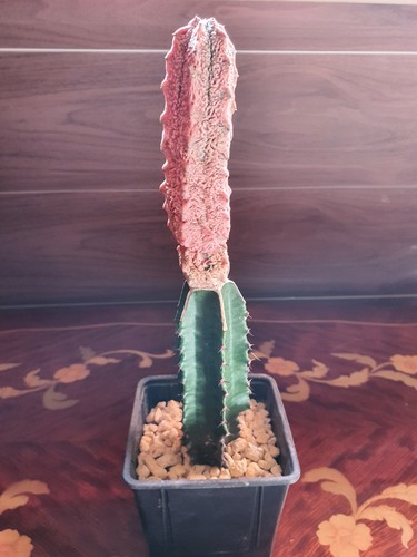 Euphorbia abdelkuri coral - abdelkuri,