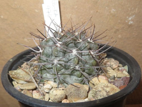 Gymnocalycium borthii ssp