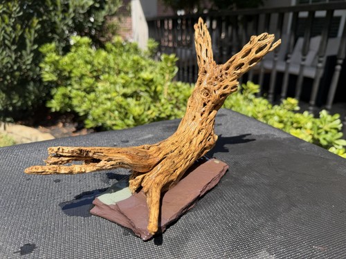 Cholla driftwood acquari pesci - driftwood,