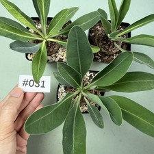 Vendita 3 pezzi rara pianta di