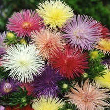 Nova Mix Aster Seeds |