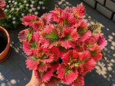 2519xa coleus shade ortica - ju,