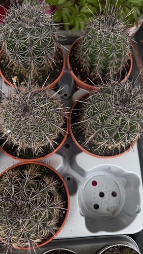 Cactus saguaro carnegiea - cactus, (carnegiea